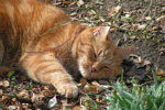 Katzenbeet Ostern 2005