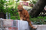 The King of the Garden Unser Pucky