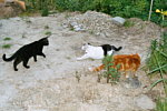 Katertreffen am Teich 3 Kater